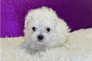 Angie - Maltese for sale