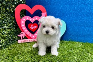 Juliet - Maltese for sale