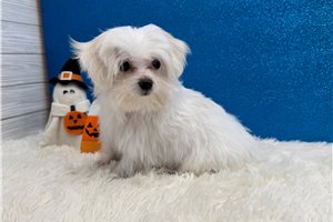 Iago - Maltese for sale