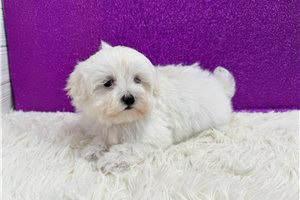 Effie - Maltese for sale
