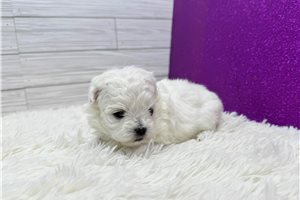 Angelina - puppy for sale