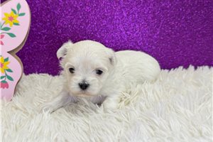 Penny - puppy for sale