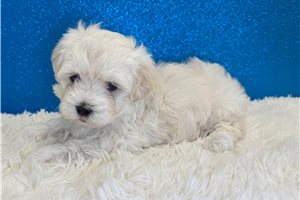Edmond - Maltese for sale