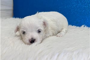 Atom - puppy for sale