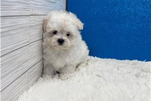 Hugo - Maltese for sale