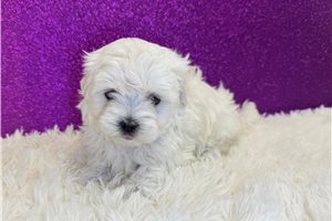 Elise - Maltese for sale