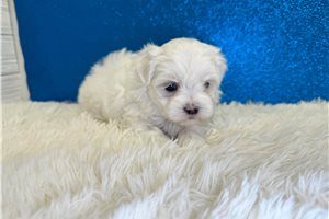 Ashe - Maltese for sale