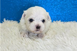 Maxwell - Maltese for sale