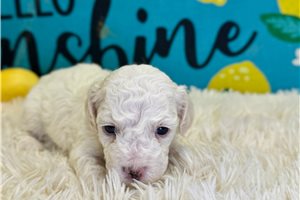 Agatha - Malti Poo - Maltipoo for sale