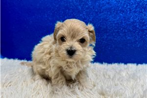 Bingo - puppy for sale