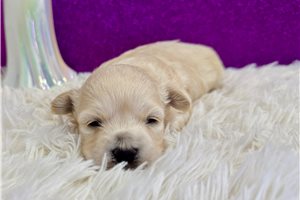 Spade - Maltipoo for sale