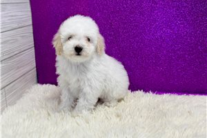 Agatha - Malti Poo - Maltipoo for sale