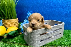 Melody - puppy for sale