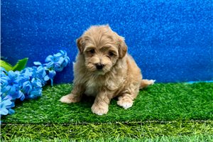 Madeline - Malti Poo - Maltipoo for sale