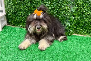 Betsy - Malti Poo - Maltipoo for sale