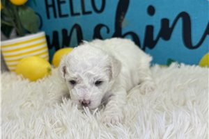 Adri - puppy for sale