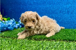 Marigold - Malti Poo - Maltipoo for sale