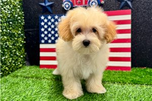 Mark - Malti Poo - Maltipoo for sale