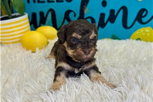 Adelaide - puppy for sale