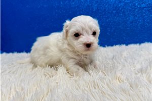 Bishop - puppy for sale