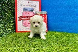 Arya - Malti Poo - Maltipoo for sale