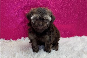 Adda - Malti Poo - Maltipoo for sale