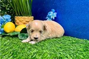 Mark - puppy for sale