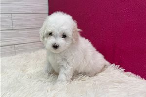 Adri - Malti Poo - Maltipoo for sale