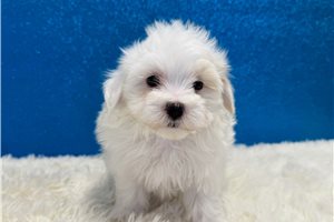 Blackjack - Malti Poo - Maltipoo for sale