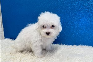 Bishop - Malti Poo - Maltipoo for sale