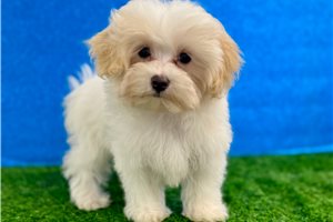 Bess - puppy for sale