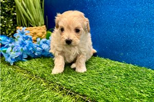 Mango - Malti Poo - Maltipoo for sale