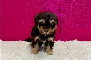 Adelaide - Malti Poo - Maltipoo for sale