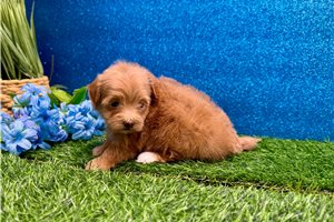Melody - Malti Poo - Maltipoo for sale