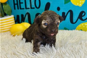 Adda - puppy for sale