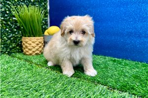 Mark - Malti Poo - Maltipoo for sale
