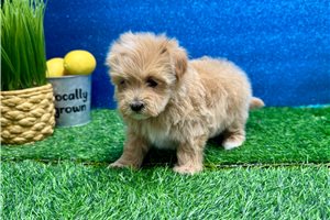 Millie - Malti Poo - Maltipoo for sale