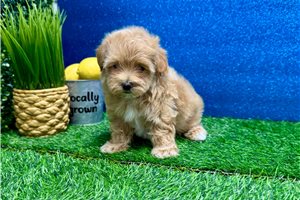 Madeline - Malti Poo - Maltipoo for sale