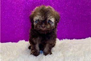 Adda - puppy for sale