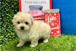 Armani - Malti Poo - Maltipoo for sale