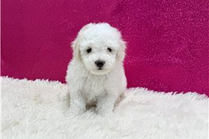 Agatha - Malti Poo - Maltipoo for sale