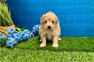 Mark - Malti Poo - Maltipoo for sale