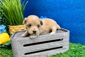 Millie - puppy for sale