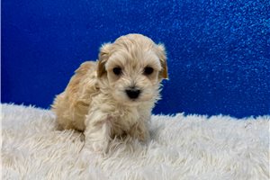 Bixby - Malti Poo - Maltipoo for sale