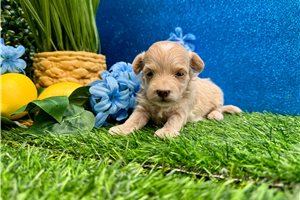 Marigold - puppy for sale