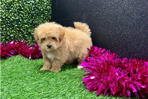 Millie - Malti Poo - Maltipoo for sale