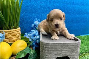 Madeline - Malti Poo - Maltipoo for sale
