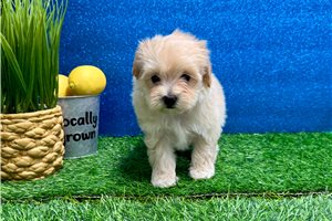 Mango - Malti Poo - Maltipoo for sale