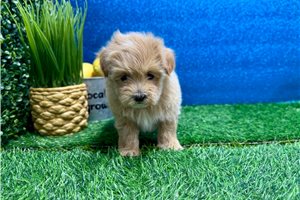 Millie - Malti Poo - Maltipoo for sale