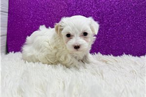 Buttons - puppy for sale